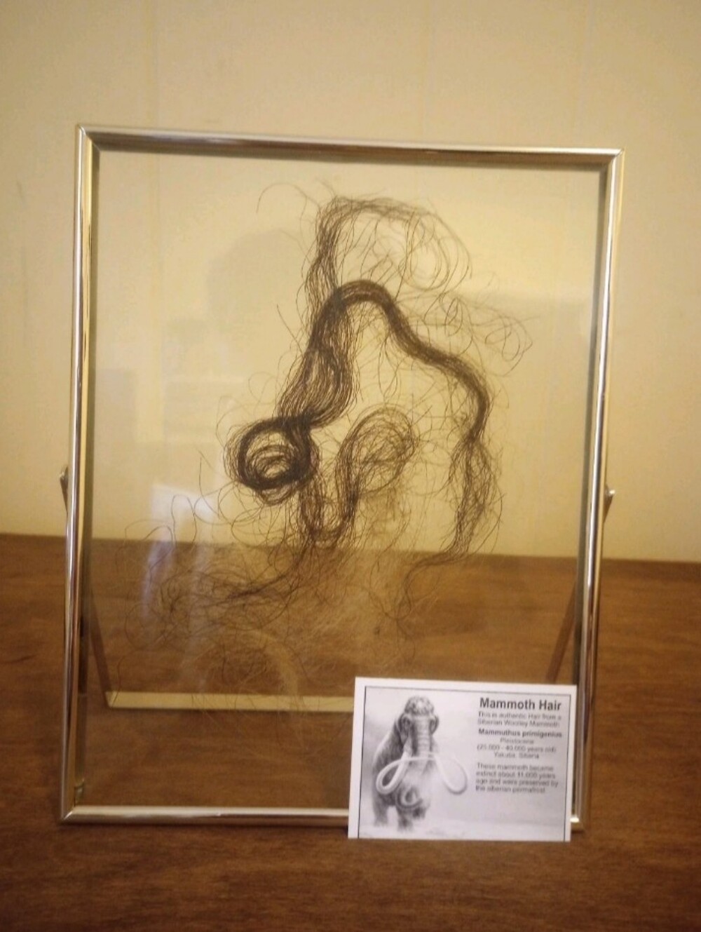 Framed Genuine Wooly Mammoth Hair